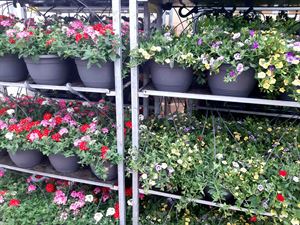 Afbeelding van HP30 XXL